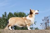 CORGI PEMBROKE 368